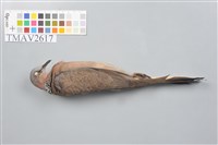 藏品(斑頸鳩)的圖片